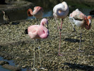 Andean Flamingo (WWT Slimbridge March 2011) - pic by Nigel Key